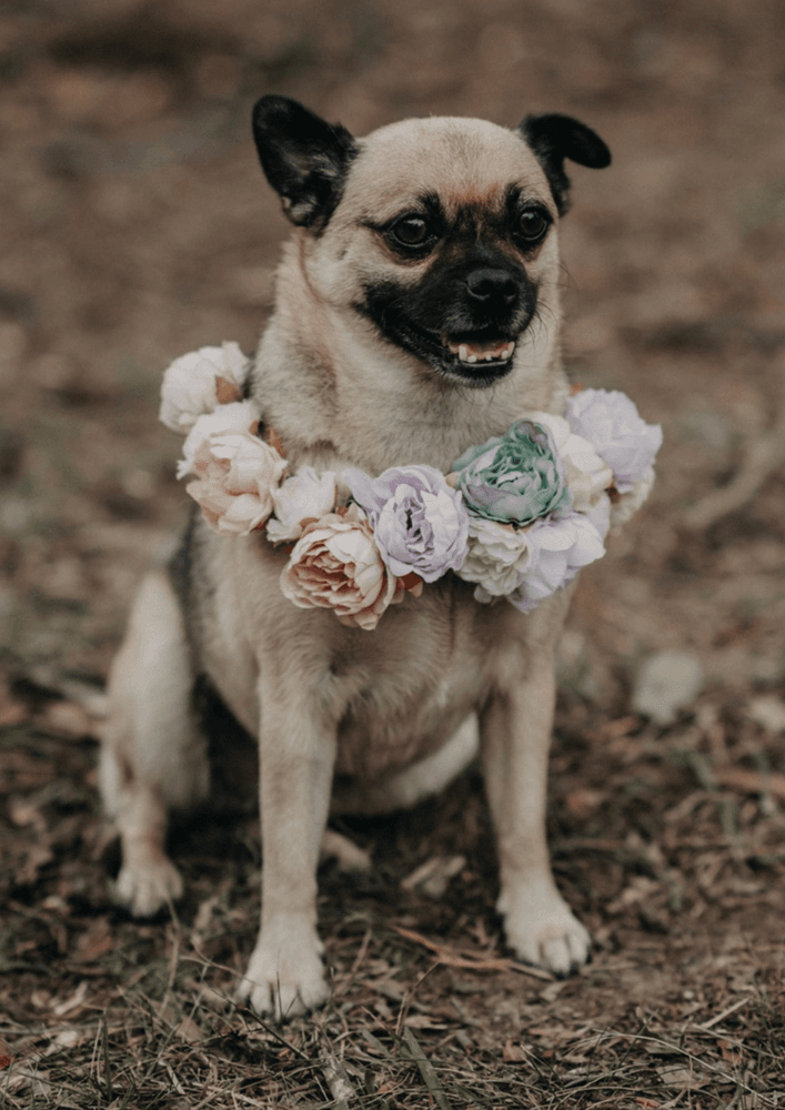 pet-friendly wedding