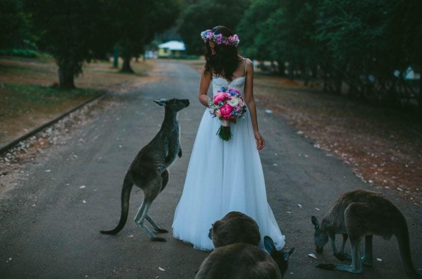 animals at weddings